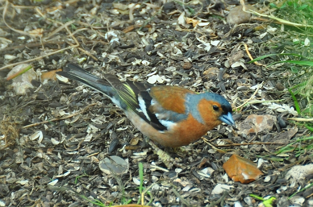 23 06 15_5297_edited-1.jpg - CHAFFINCH - HENGISTBURY HEAD VISITNG CENTRE, EAST DORSET - 23.6.15